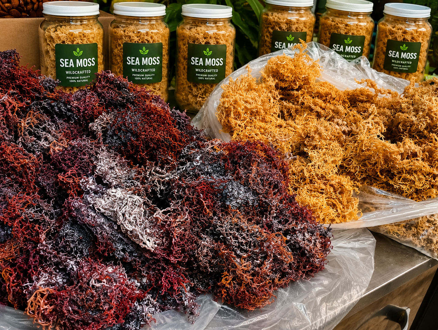 Sea Moss